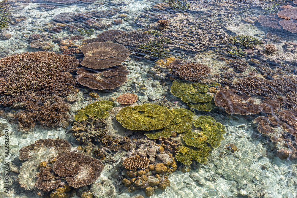 Indonesia, West Papua, Raja Ampat. Hard coral in shallow water.