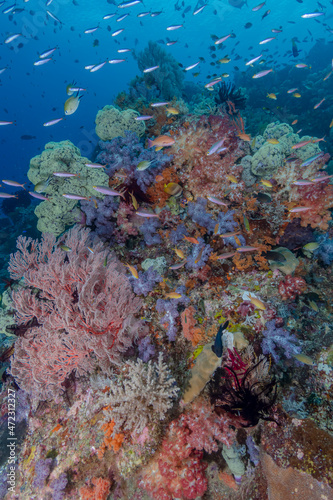 Fototapeta Naklejka Na Ścianę i Meble -  Indonesia, West Papua, Raja Ampat. Coral reef scenic.