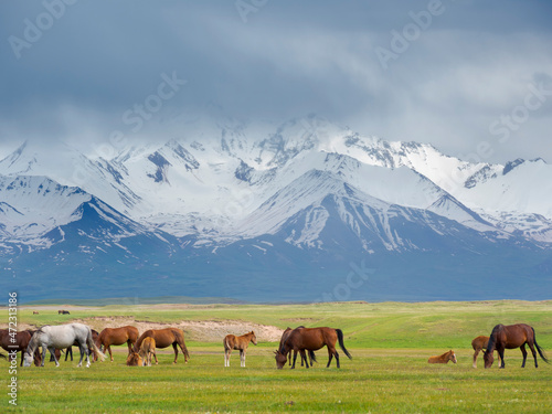 Horses on their summer pasture. Alaj Valley in front of the Trans-Alay mountain range in the Pamir Mountains. Central Asia, Kyrgyzstan © Danita Delimont