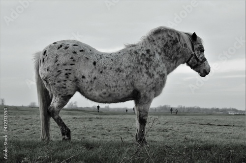 Black and white side profile of a black speckled white horse in a field (Port Meadow, Oxford, England)