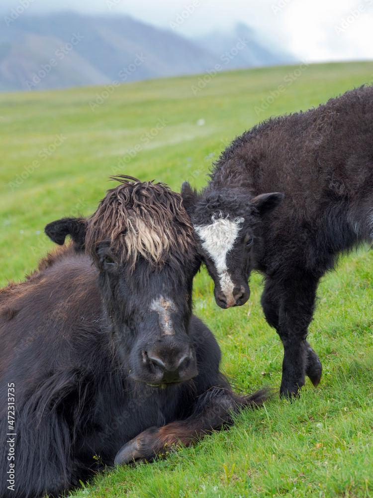 Domestic Yak on their summer pasture. Alaj Valley in the Pamir Mountains. Central Asia, Kyrgyzstan