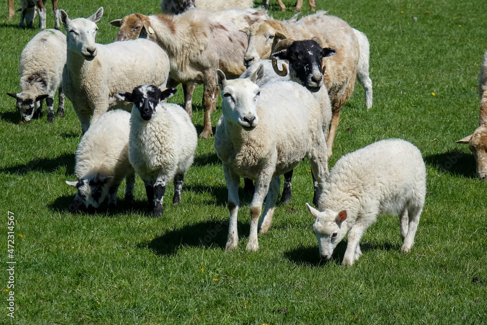 Fototapeta premium Ewe and lamb in field