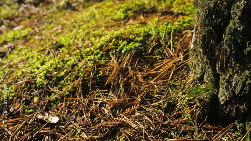 Moss, needles and bark in a fir forest Moss, needles and bark in a fir forest