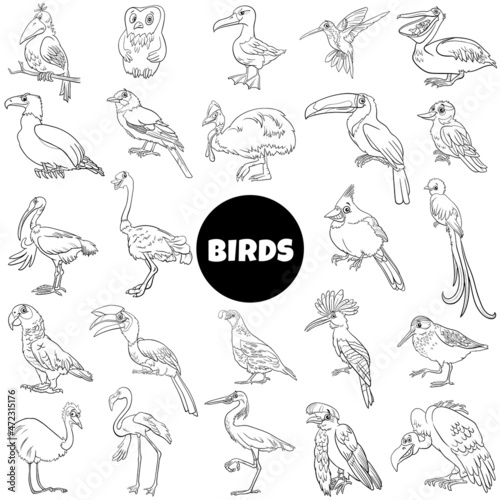 black and white cartoon birds species animal characters big set