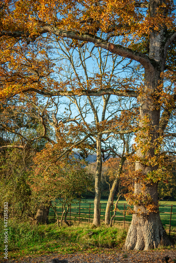 Yellow trees in autumn by the park close to Steyning, West Sussex, UK