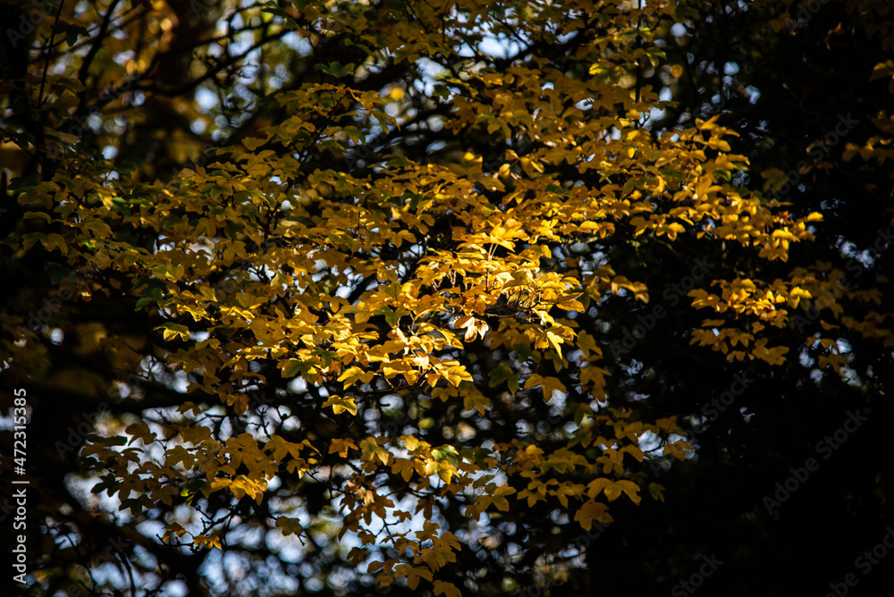 Yellow autumn leaves in park on a trees, West Sussex, UK. Yellow autumn leaves in park on a trees, West Sussex, UK.