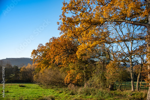 Yellow trees in autumn by the park close to Steyning, West Sussex, UK