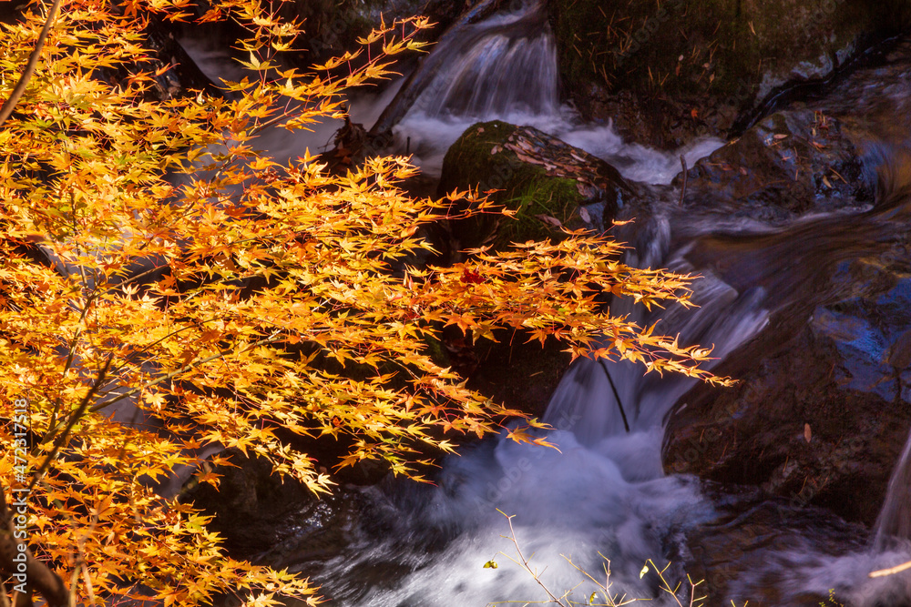 紅葉の富士吉田市鐘山の滝 紅葉の富士吉田市鐘山の滝