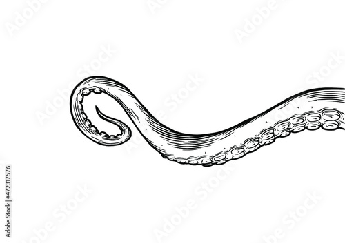 Tentacles of octopus, vector hand drawn collection of illustrations. Black and white engraving style drawings. Tentacle straight and with rings in different angles.