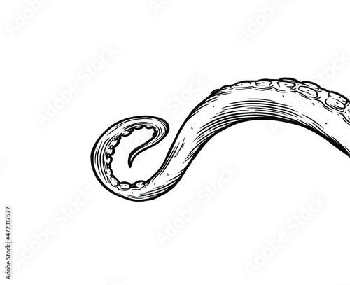 Tentacles of octopus, vector hand drawn collection of illustrations. Black and white engraving style drawings. Tentacle straight and with rings in different angles.