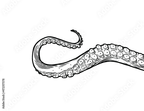 Tentacles of octopus, vector hand drawn collection of illustrations. Black and white engraving style drawings. Tentacle straight and with rings in different angles.