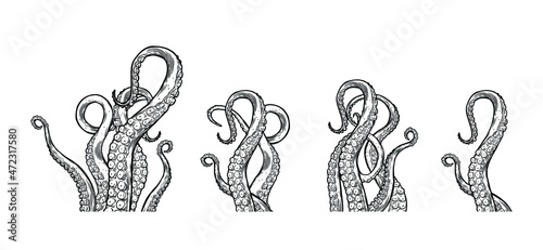 Tentacles of octopus, vector hand drawn collection of illustrations. Black and white engraving style drawings. Tentacle straight and with rings in different angles.