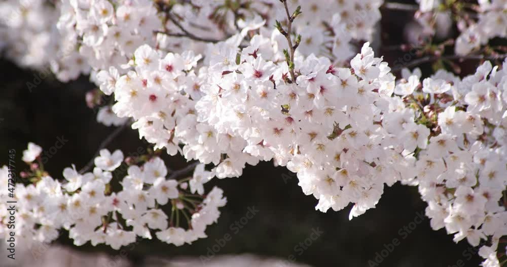 A slow motion of cherry blossom in Tokyo in spring season daytime close up A slow motion of cherry blossom in Tokyo in spring season daytime close up