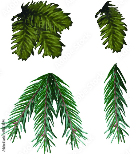 Set of fir branches