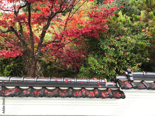 紅葉