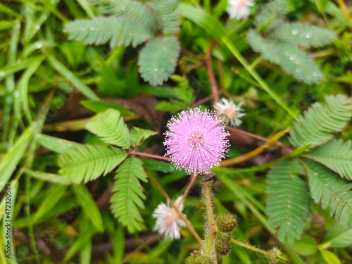 creeping mimosa pudica pink flower © hafid