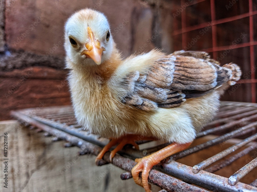 chicken in the nest chicken in the nest