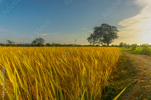 Rice Field low angle photo