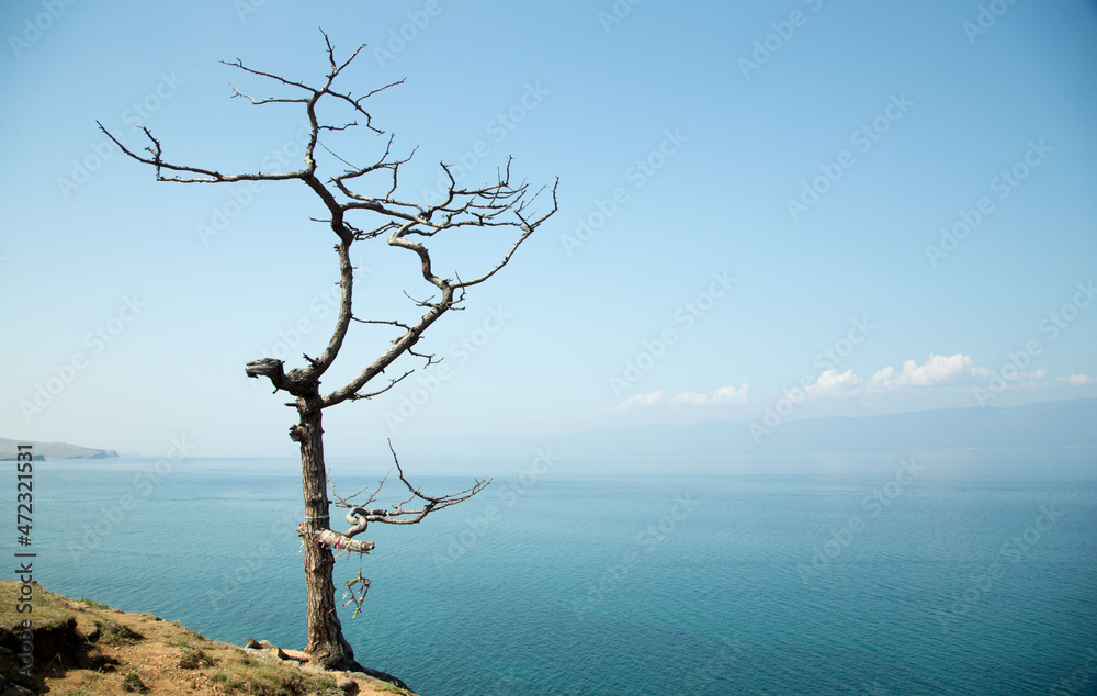 tree on the background of Lake Baikal tree on the background of Lake Baikal