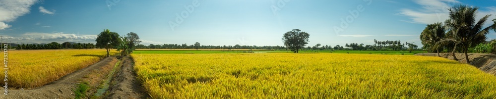 Rice field panorama