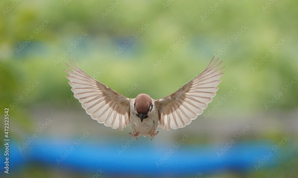 Obraz premium 羽ばたく雀