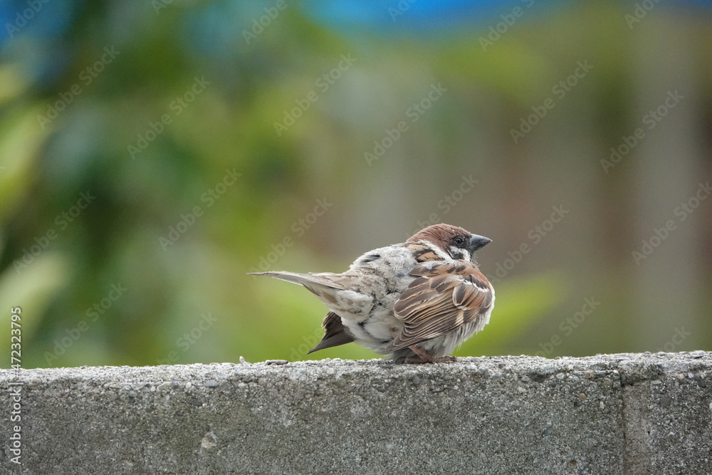 Naklejka premium 羽ばたく雀