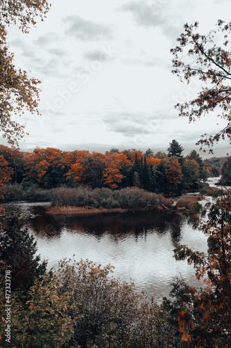 autumn in the forest