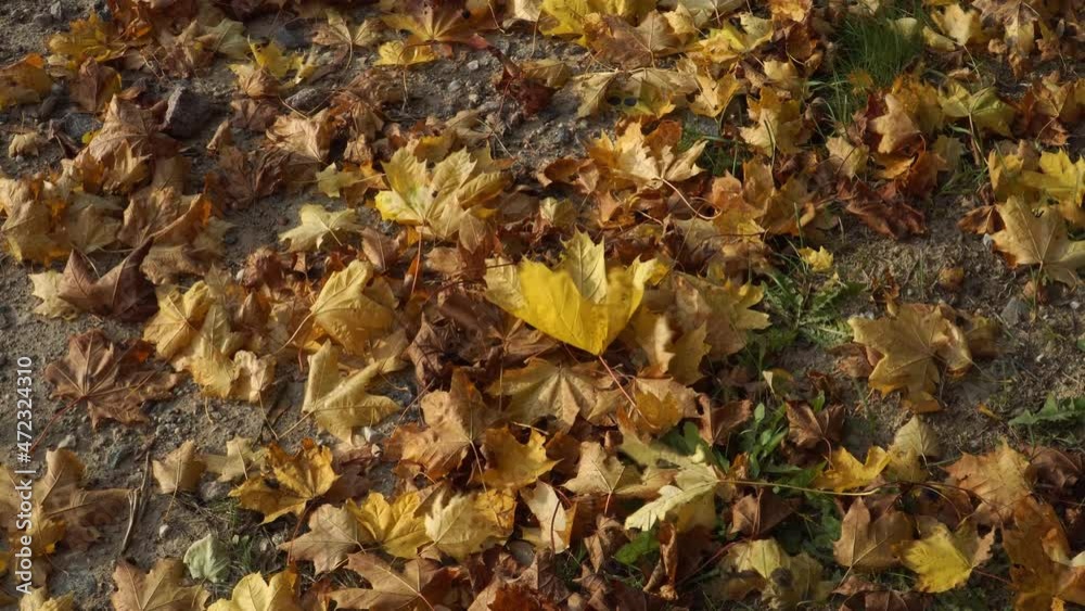 Autumn has come. Dry tree leaves on a sunny day in the fall season time at the roadside. The fallen maple leaves in yellow to brown hue on the ground tremble in the wind. Autumn has come. Dry tree leaves on a sunny day in the fall season time at the roadside. The fallen maple leaves in yellow to brown hue on the ground tremble in the wind.