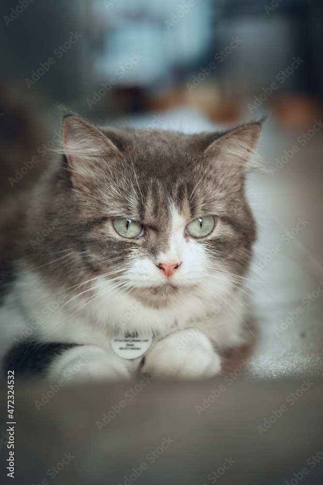 The Cymric cat stock photo.