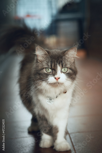 Fotografija The Cymric cat stock photo.
