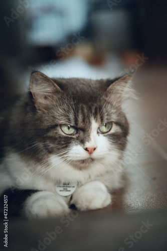 Φωτογραφία The Cymric cat stock photo.