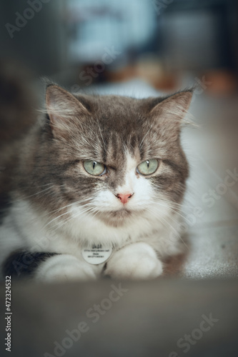 Obraz na plátně The Cymric cat stock photo.