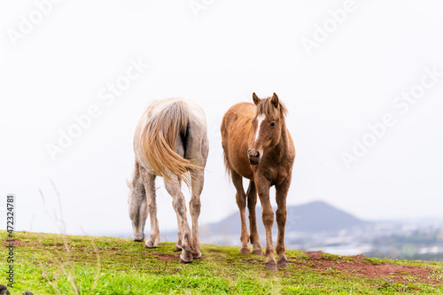 White and brown horses at the grass field with mountain landscape view