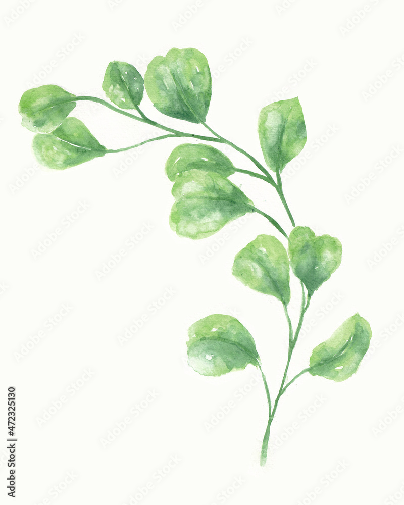 a tropical leaf illustration painted in watercolor style. ornamental planting borders isolated on white for a decorative element. a collection of plant drawings. a tropical leaf illustration painted in watercolor style. ornamental planting borders isolated on white for a decorative element. a collection of plant drawings.