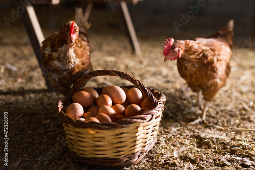 Photo Laying hens next to basket full of fresh eggs in a chicken coop