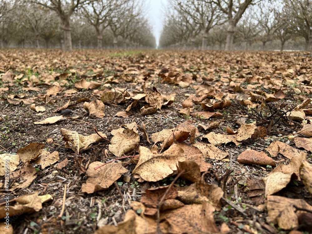 Pistachio Leaves on Ground in Fall
