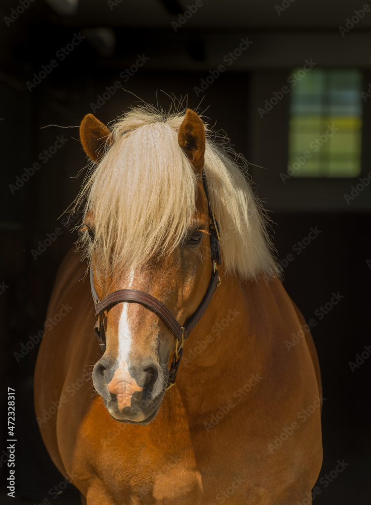 overdrijving ondernemen evalueren horse portrait shot of haflinger breed of horse head shot of equine light  brown in colour