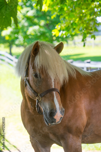 horse portrait shot of halflinger breed of horse head shot of equine light brown in colour with flax mane and long forelock white blaze leather halter vertical format with room for type or masthead 