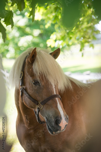 Canvas Print horse portrait shot of halflinger breed of horse head shot of equine light brown