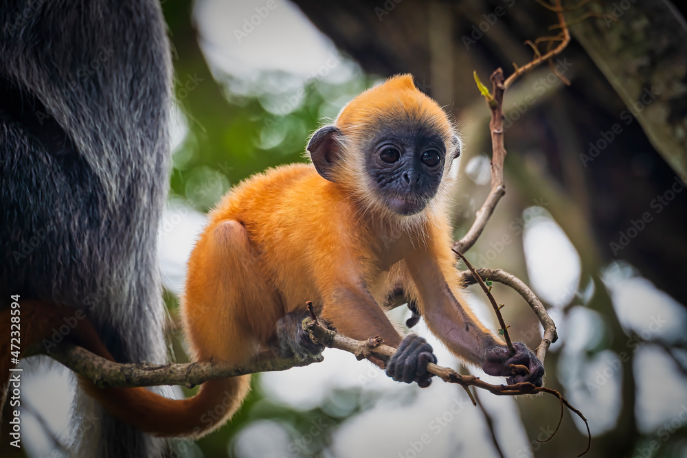 Orange Monkeys, Types of Orange-colored Monkeys