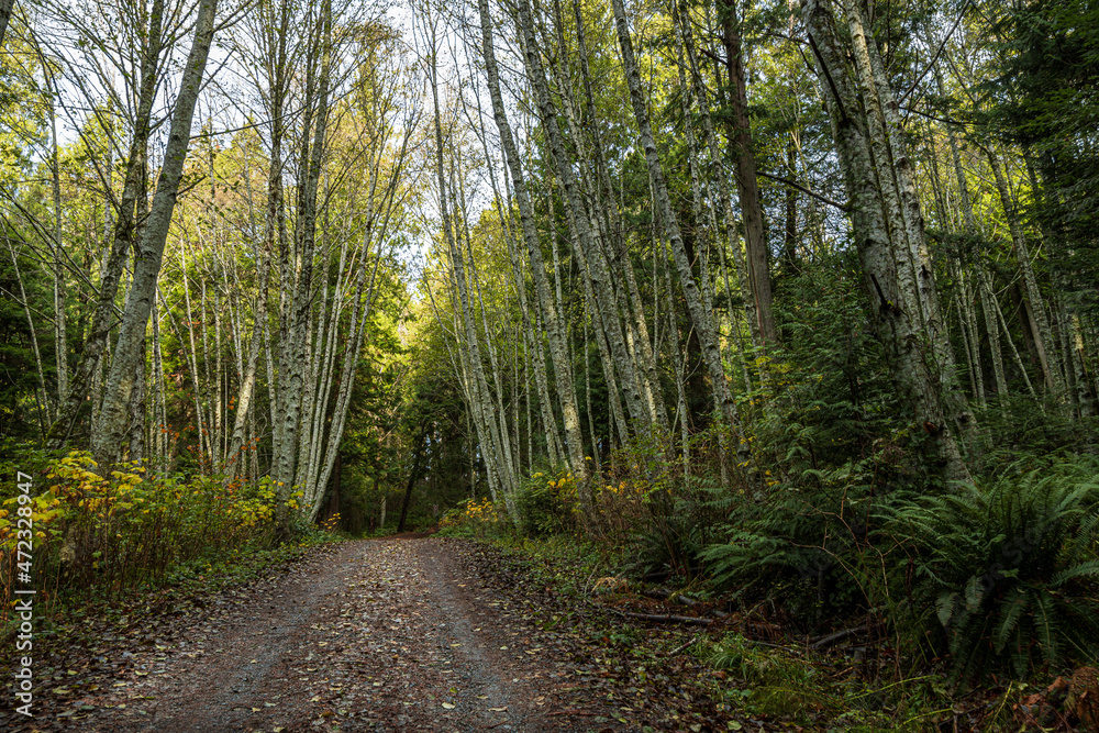 Naklejka premium well paved walking path in the park covered with fall leaves with tall trees on both sides