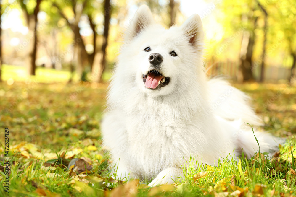 Cute Samoyed dog in autumn park