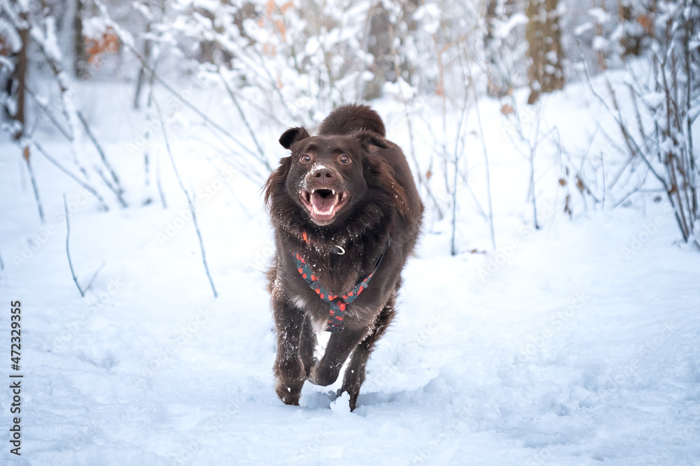 Pies biegnący po śniegu  - obrazy, fototapety, plakaty 