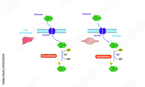 Glycokinase and hexokinase [glycogenesis] photo