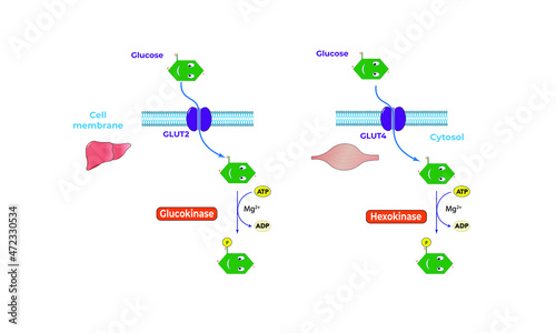 Glycokinase and hexokinase [glycogenesis]