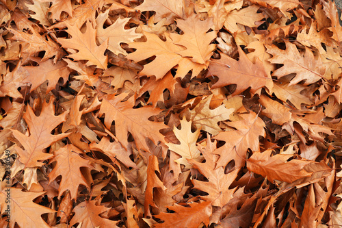 Withered oak leaves in autumn park