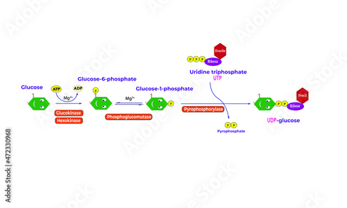 UDP-Glucose [Glycogenesis]