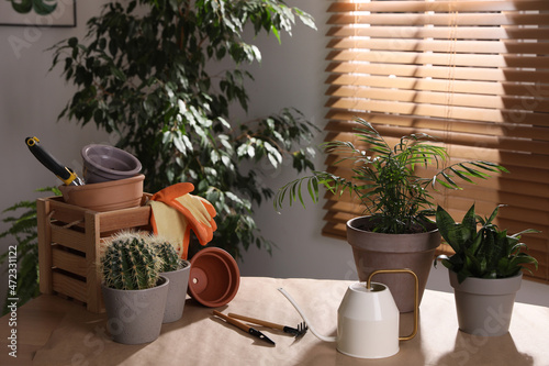 Beautiful houseplants and gardening tools on table indoors photo