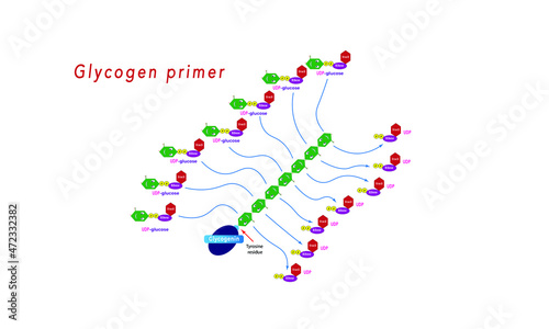 Glycogenin [glycogenesis]