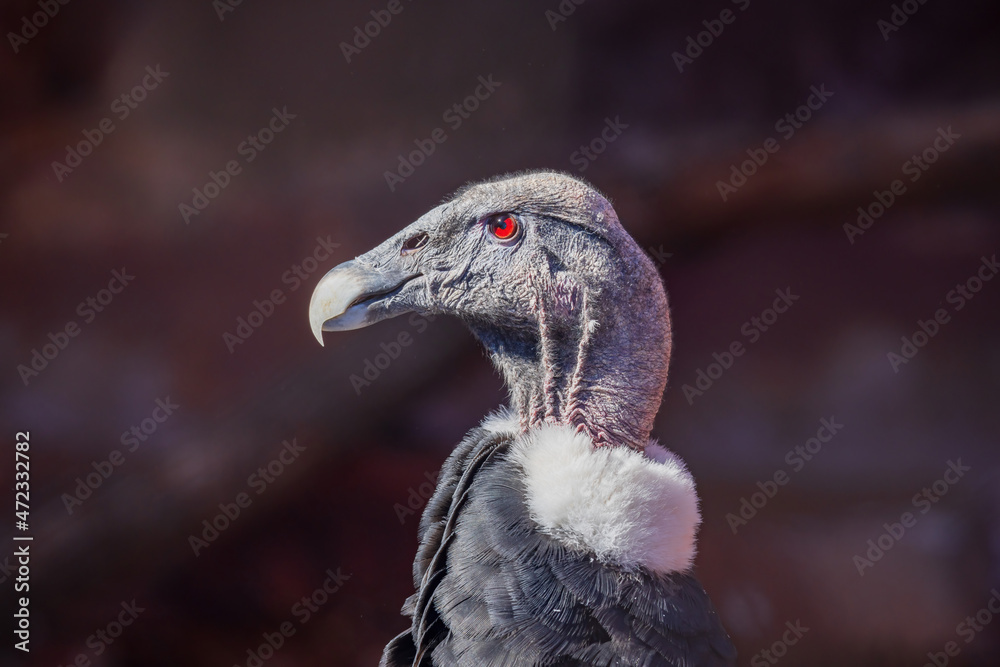Close up shot of a Andean condor Close up shot of a Andean condor